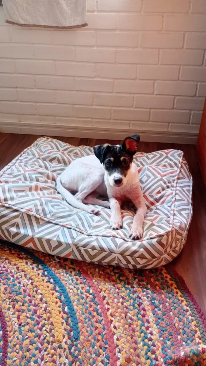 Cachorro raça SRD-ViraLata idade 2 a 6 meses nome Beca
