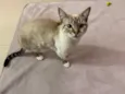 Lua 