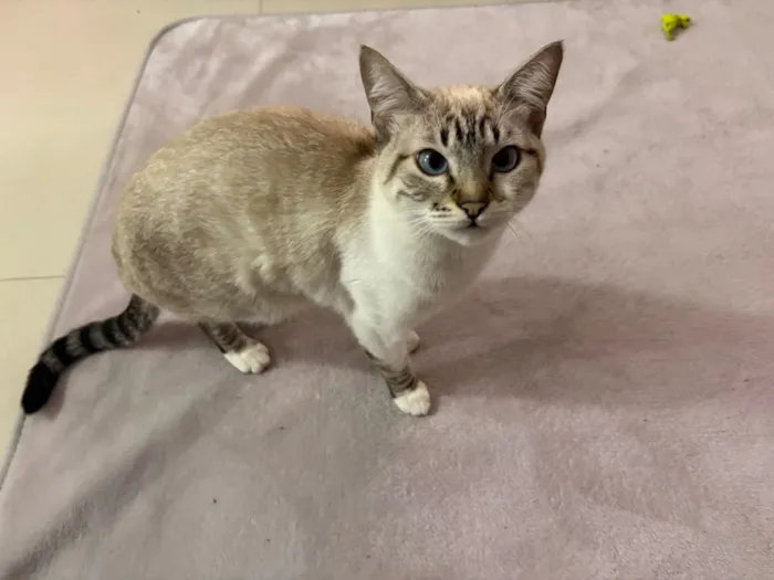 Gato raça SRD-ViraLata idade 7 a 11 meses nome Lua 