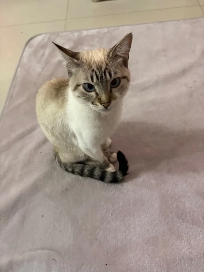 Gato raça SRD-ViraLata idade 7 a 11 meses nome Lua 