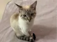 Lua 