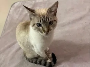Gato raça SRD-ViraLata idade 7 a 11 meses nome Lua 