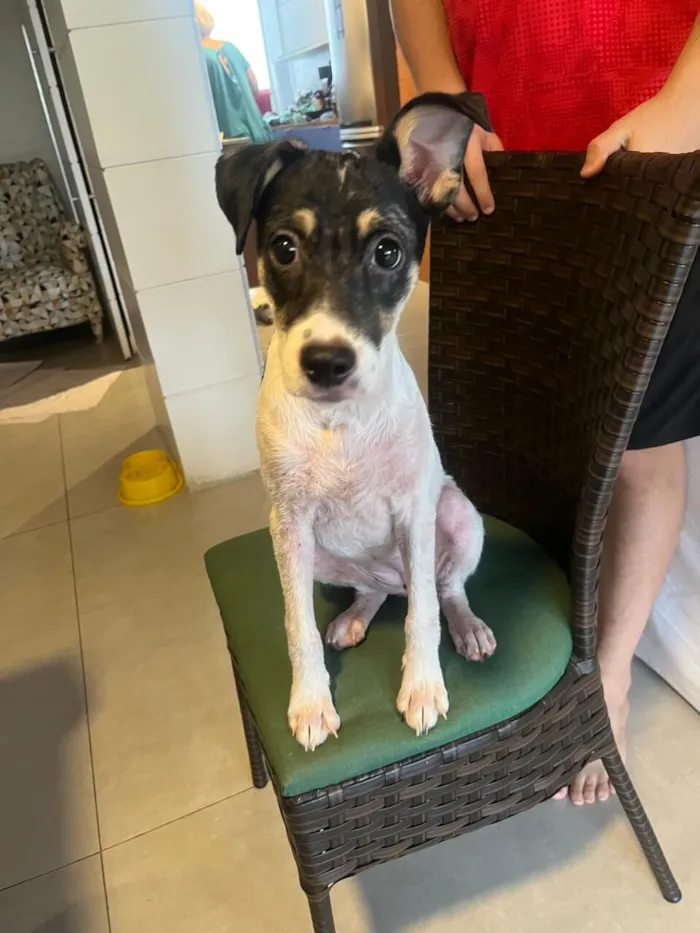 Cachorro raça SRD-ViraLata idade 2 a 6 meses nome Beca