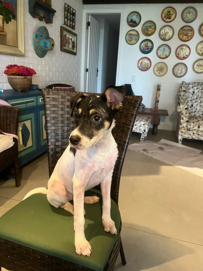 Cachorro raça SRD-ViraLata idade 2 a 6 meses nome Beca