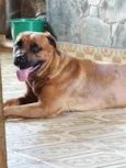 Nala 