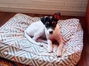 Cachorro raça SRD-ViraLata idade 2 a 6 meses nome Beca