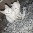 floquinho e tom