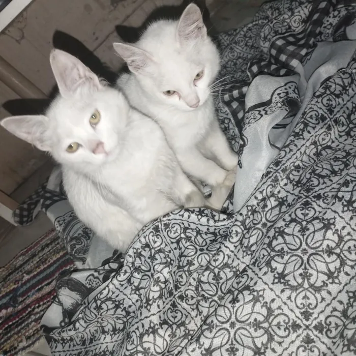 Gato raça SRD-ViraLata idade Abaixo de 2 meses nome floquinho e tom