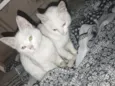 floquinho e tom