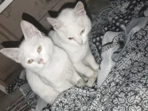 Gato raça SRD-ViraLata idade Abaixo de 2 meses nome floquinho e tom