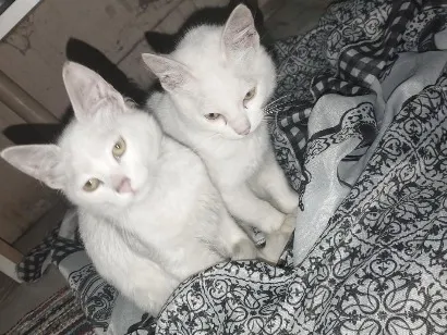 Gato raça SRD-ViraLata idade Abaixo de 2 meses nome floquinho e tom