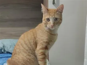 Gato raça SRD-ViraLata idade 2 a 6 meses nome Muffin 