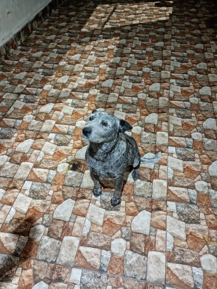 Cachorro raça burriler idade 2 anos nome POCA-RAÇA BURRILER-CASTRADA