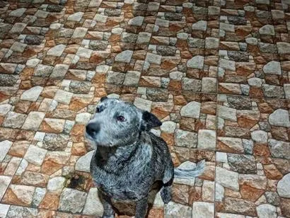 Cachorro raça burriler idade 2 anos nome POCA-RAÇA BURRILER-CASTRADA