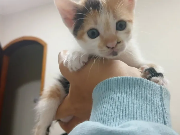 Gato raça  idade Abaixo de 2 meses nome 1 filhote 