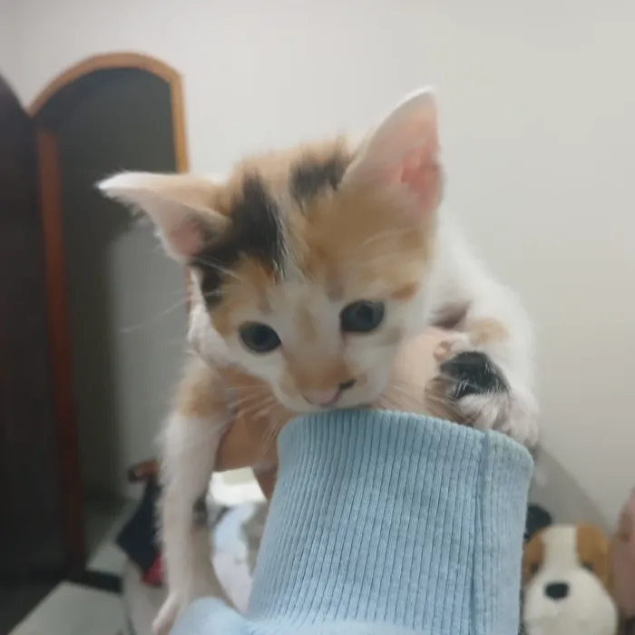 Gato raça  idade Abaixo de 2 meses nome 1 filhote 