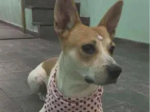 Cachorro raça SRD-ViraLata idade 3 anos nome não tem nome pois foi abandonada na Rua . 