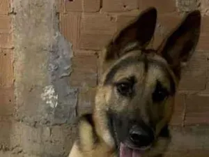 Cachorro raça Pastor Alemão idade 1 ano nome Murilo 