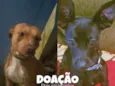 Gucci e Doug