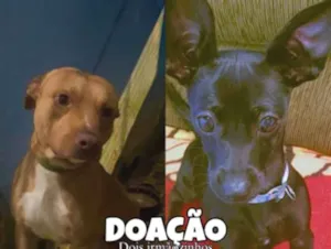 Cachorro raça Pit-Bull idade 3 anos nome Gucci e Doug