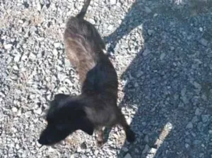 Cachorro raça SRD-ViraLata idade 2 a 6 meses nome menina