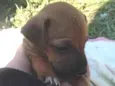 denguinho