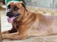 Nala 
