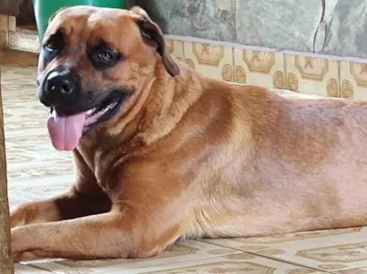 Cachorro raça Pit-Bull idade 4 anos nome Nala 