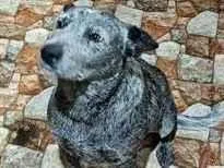 Cachorro raça burriler idade 2 anos nome POCA-RAÇA BURRILER-CASTRADA