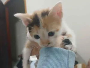 Gato raça  idade Abaixo de 2 meses nome 1 filhote 