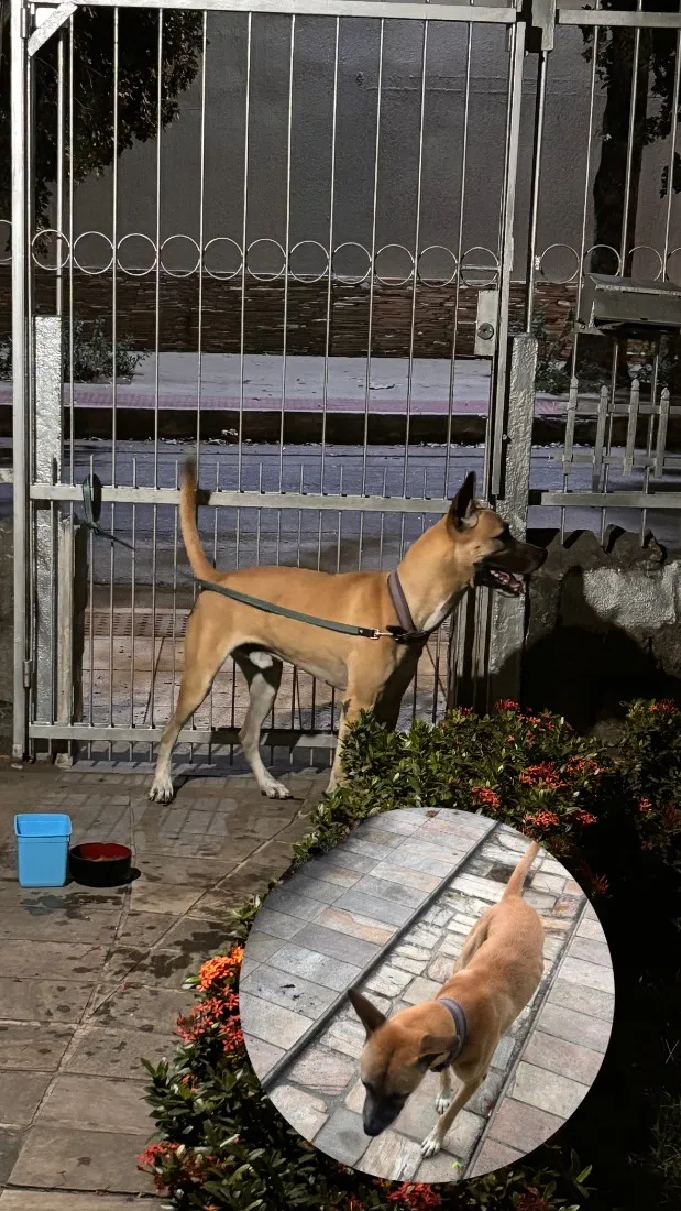 Cachorro raça SRD-ViraLata idade 1 ano nome Amarelo