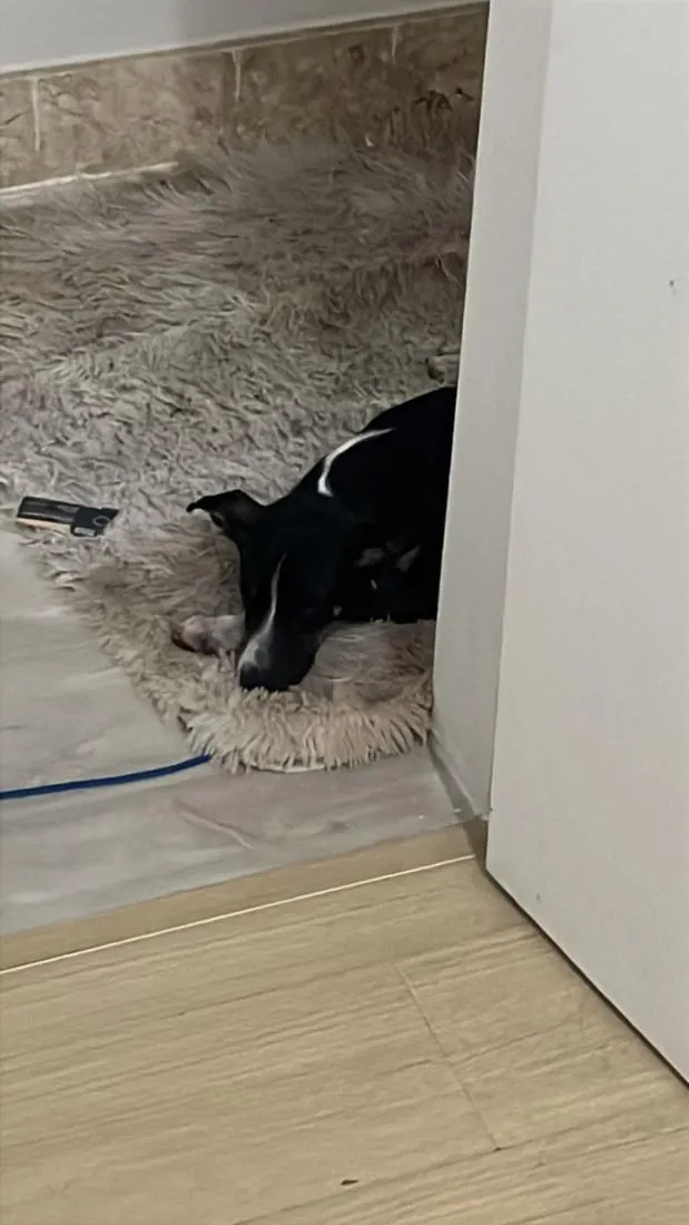 Cachorro raça SRD-ViraLata idade 2 a 6 meses nome Filhote