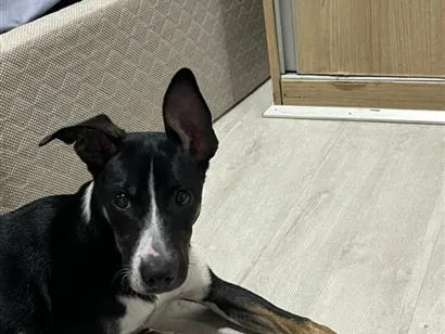 Cachorro raça SRD-ViraLata idade 2 a 6 meses nome Filhote