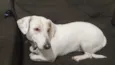 Mel 