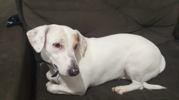 Cachorro raça SRD-ViraLata idade 3 anos nome Mel 