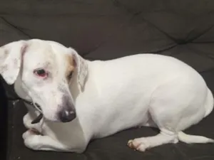 Cachorro raça SRD-ViraLata idade 3 anos nome Mel 