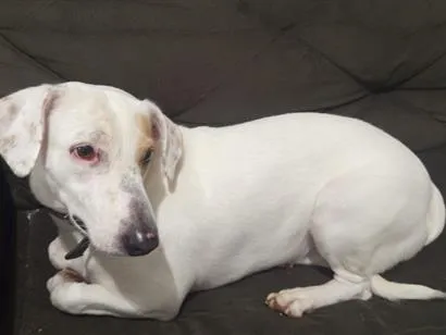 Cachorro raça SRD-ViraLata idade 3 anos nome Mel 