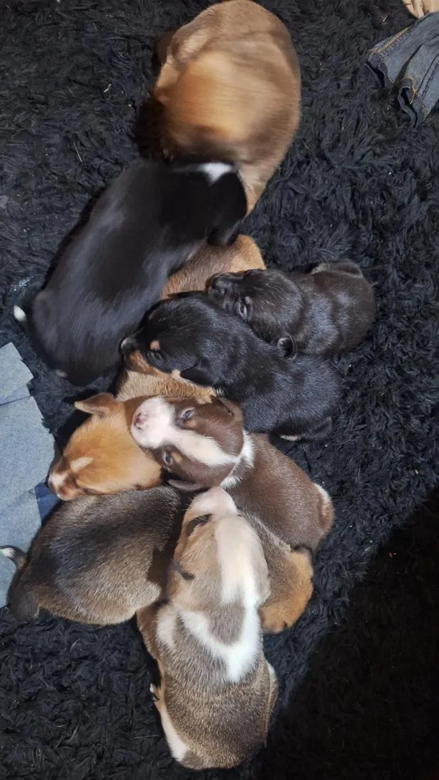 Cachorro raça SRD-ViraLata idade Abaixo de 2 meses nome não tem