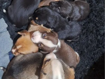 Cachorro raça SRD-ViraLata idade Abaixo de 2 meses nome não tem