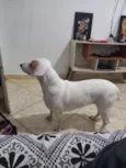 Mel 