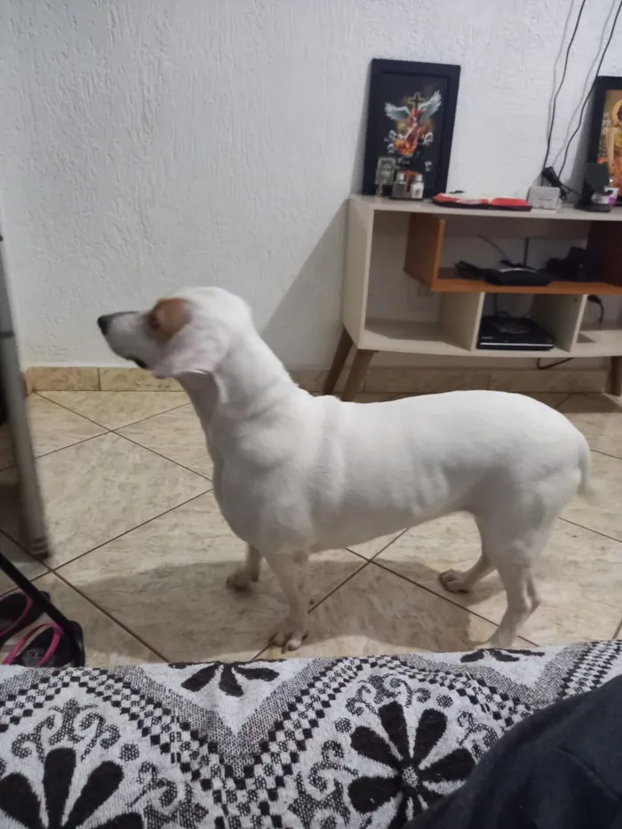Cachorro raça SRD-ViraLata idade 3 anos nome Mel 