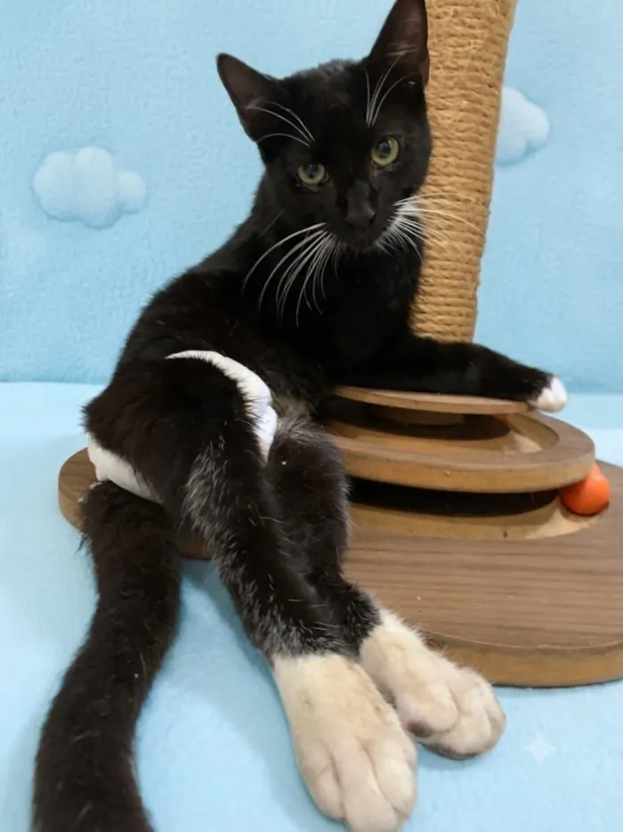 Gato raça SRD-ViraLata idade 2 a 6 meses nome Chico