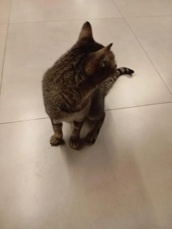 Gato raça SRD-ViraLata idade Abaixo de 2 meses nome sem nome