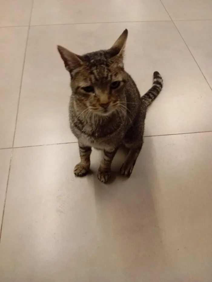 Gato raça SRD-ViraLata idade Abaixo de 2 meses nome sem nome