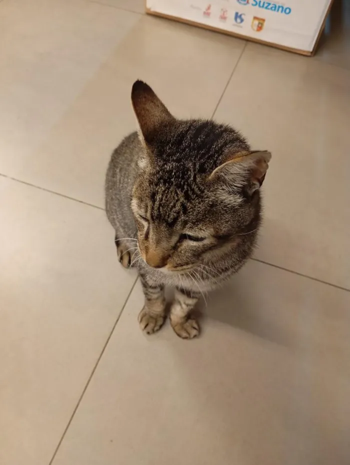 Gato raça SRD-ViraLata idade Abaixo de 2 meses nome sem nome