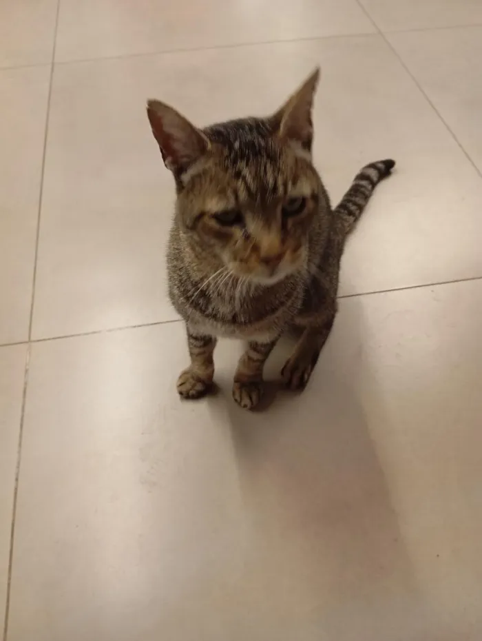 Gato raça SRD-ViraLata idade Abaixo de 2 meses nome sem nome