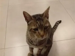 Gato raça SRD-ViraLata idade Abaixo de 2 meses nome sem nome