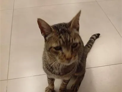 Gato raça SRD-ViraLata idade Abaixo de 2 meses nome sem nome