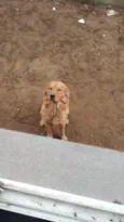 Simba