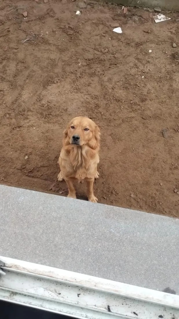 Cachorro raça SRD-ViraLata idade 1 ano nome Simba